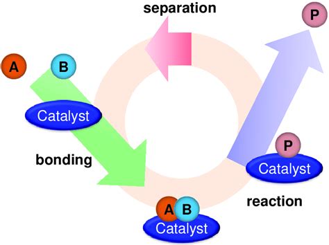 催化作用|Understanding the power of catalysis 